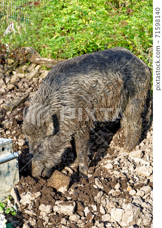 Wild hogs in the forest Wild hogs in the forest 71598140