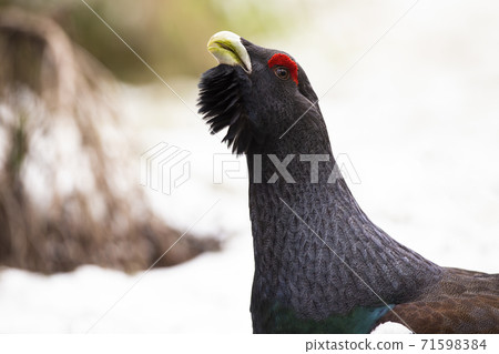 Western capercaillie showing on snow in winter in detail 71598384