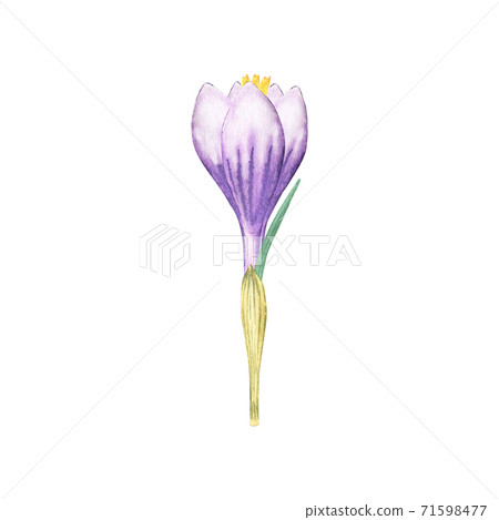Watercolor crocus flower Watercolor crocus flower 71598477