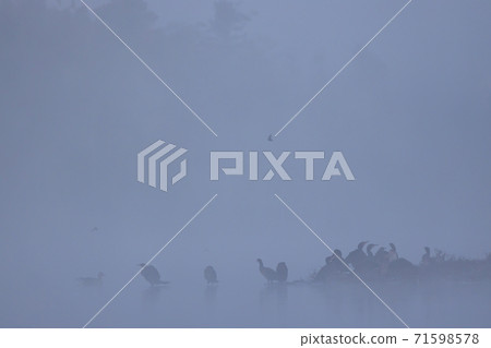 Morning fog in nature reserve Rezabinec in Southern Bohemia, Czech Republic Morning fog in nature reserve Rezabinec in Southern Bohemia, Czech Republic 71598578