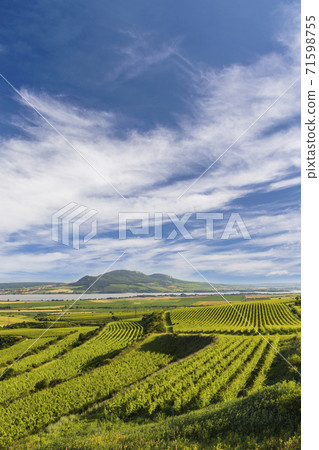 Vineyards near Nove Mlyny reservoir with Palava, Southern Moravia, Czech Republic Vineyards near Nove Mlyny reservoir with Palava, Southern Moravia, Czech Republic 71598755