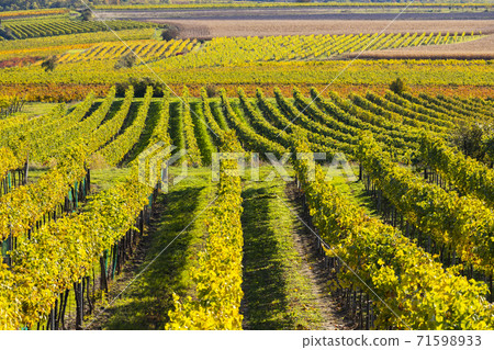 autumn vineyard near Langenlois, Lower Austria, Austria 71598933