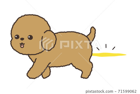 A dog that has urinated on the floor 71599062