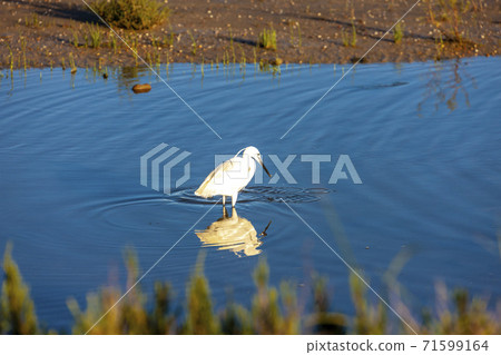 Camargue, Provence, France 71599164