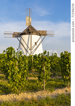 Vineyard near Windmill Retz, Lower Austria, Austria Vineyard near Windmill Retz, Lower Austria, Austria 71599230