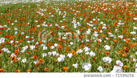 Poppy field, Vysoocina near Zdar nad Sazavou, Czech Republic 71599258