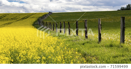 Rapeseed field in Central Bohemia, Czech Republic 71599499
