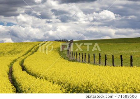 Rapeseed field in Central Bohemia, Czech Republic 71599500