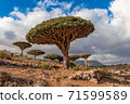 Dragon trees on Socotra Island, Yemen 71599589