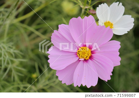 Typical autumn flowers Pink cosmos 71599807