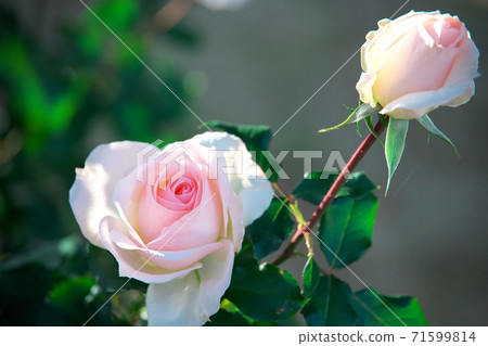 Beautiful autumn roses that shine in the green Beautiful autumn roses that shine in the green 71599814