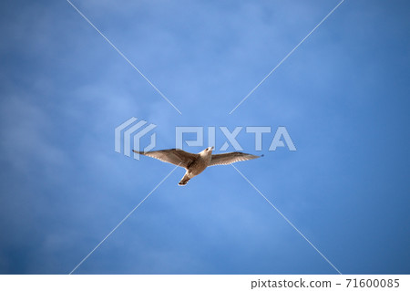 Seagull flying in the blue sky 71600085
