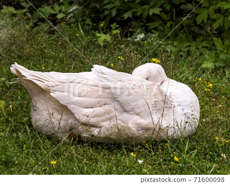 White goose sleeps with its beak hidden in feathers 71600098