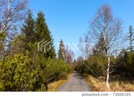 Narrow asphalt road through mountain forest. 71600185