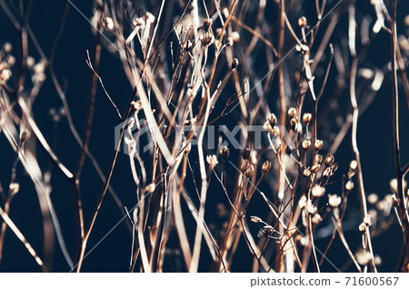 Decor from dry flowers or twigs Decor from dry flowers or twigs 71600567