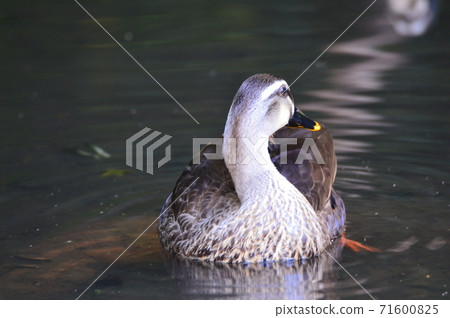 Swimming duck (Negawa Greenery Road / Tachikawa Park / Tachikawa City, Tokyo) Swimming duck (Negawa Greenery Road / Tachikawa Park / Tachikawa City, Tokyo) 71600825