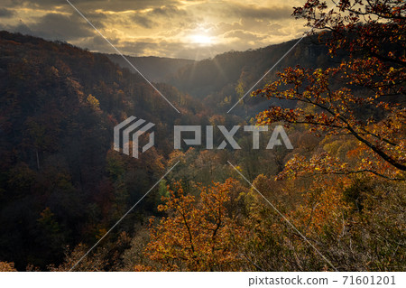 A beautiful view of a colorful autumn forest in a canyon. Picture from a National park in Scania, southern Sweden A beautiful view of a colorful autumn forest in a canyon. Picture from a National park in Scania, southern Sweden 71601201