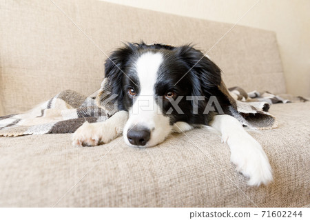 Funny puppy dog border collie lying on couch under plaid indoors. Little pet dog at home keeping warm hiding under blanket in cold fall autumn winter weather. Pet animal life concept. 71602244