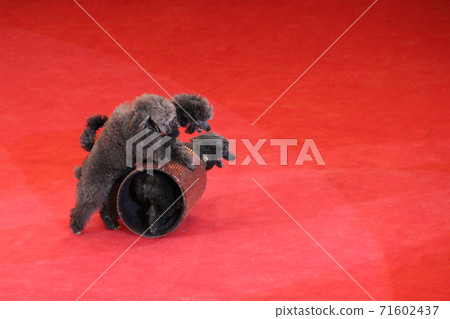 Trained poodles performing in circus arena. Amusing dogs 71602437