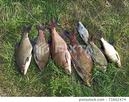 Breames of different sizes on green grass. Successful fishing of bream 71602474