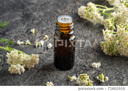 A dark bottle of essential oil with fresh blooming yarrow twigs 71602910