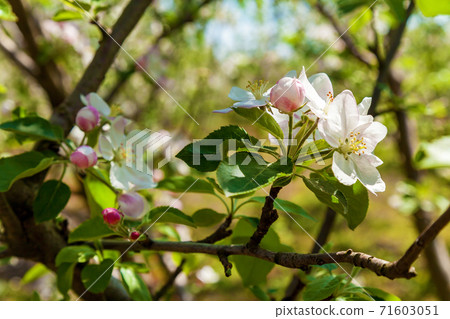 Apple blossom in spring 71603051