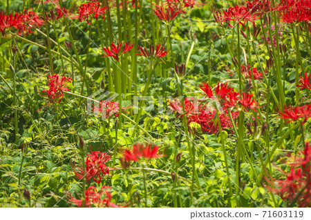 霞山自然公園紅Higanbana的Manju Saka 71603119