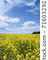 Rape blossoms in the UK 71603292