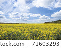 Rape blossoms in the UK 71603293