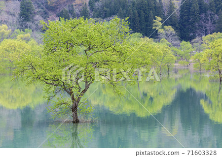 山形縣飯豐市白川湖淹沒的森林 照片素材 圖片 圖庫