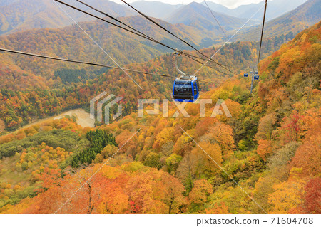 Naeba Plateau Autumn from Dragondola 71604708