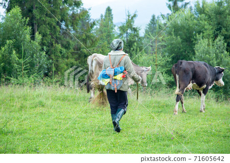 A shepherd leads a herd of cows. A shepherd leads a herd of cows. 71605642