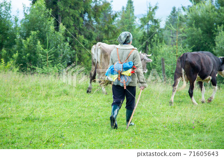 A shepherd leads a herd of cows. A shepherd leads a herd of cows. 71605643
