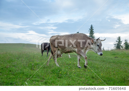 Cows on pastures in the mountains. Cows on pastures in the mountains. 71605648