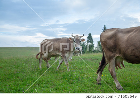 Cows on pastures in the mountains. 71605649