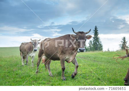 Cows on pastures in the mountains. 71605651