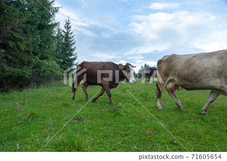 Cows on pastures in the mountains. Cows on pastures in the mountains. 71605654