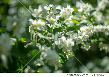 Beautiful blooming jasmine branch with white flowers. 71605678