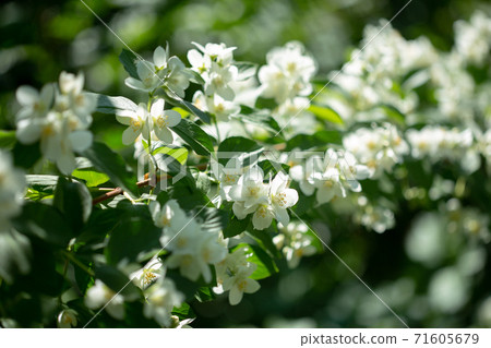 Beautiful blooming jasmine branch with white flowers. 71605679