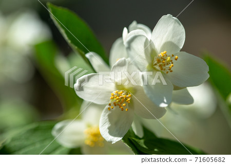 Beautiful blooming jasmine branch with white flowers. 71605682