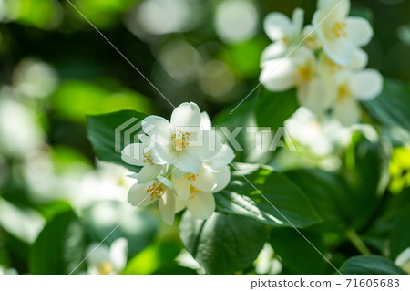 Beautiful blooming jasmine branch with white flowers. 71605683