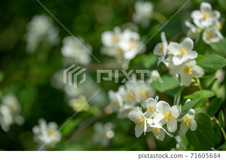 Beautiful blooming jasmine branch with white flowers. 71605684