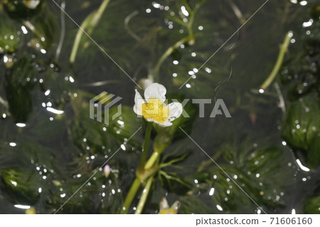 Misima baikamo 71606160