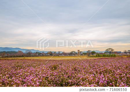 Cheomseongdae observatory with flower field in Gyeongju, Korea Cheomseongdae observatory with flower field in Gyeongju, Korea 71606550