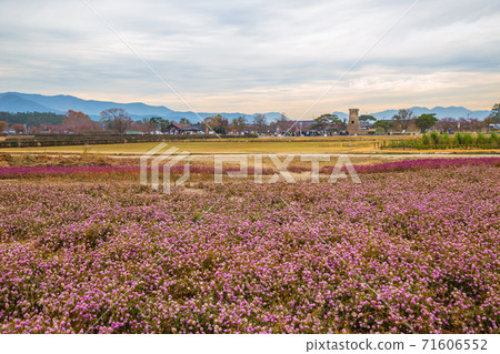 Cheomseongdae observatory with flower field in Gyeongju, Korea Cheomseongdae observatory with flower field in Gyeongju, Korea 71606552