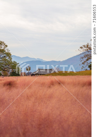Pink muhly grass field and old house in Gyeongju, Korea Pink muhly grass field and old house in Gyeongju, Korea 71606553