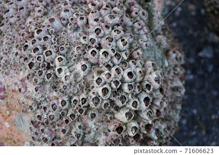 Barnacles 71606623