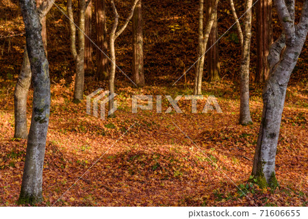 Yellow leaves of Metasequoia tree lined trees 71606655