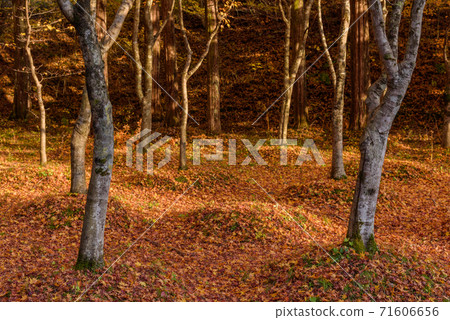 Yellow leaves of Metasequoia tree lined trees 71606656
