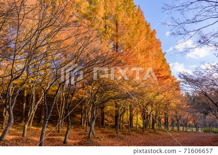 水杉樹黃色葉子排行了樹 71606657